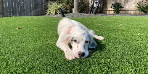 Pet Artificial Turf Installation